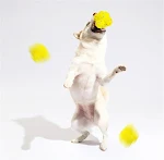 Mellow Dog Calming Ball Reduce canine anxiety. Tennis ball design for emotional support. Promotes relaxation and a calme — photo 4