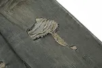 miniatures image - 5