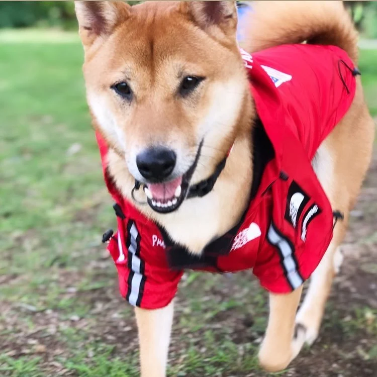 Title 5, Windproof and Rainproof Large Dog Raincoat, pro...