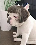 Peruca de gato de seda para altas temperaturas. Transforme seu felino! Suave, resistente ao calor e confortável. Dê um visual único e divertido ao seu pet. — foto 2