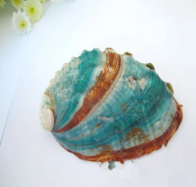 Title 5, Conchas Naturais e Coloridas Abalone 4-5 cm, Pe...