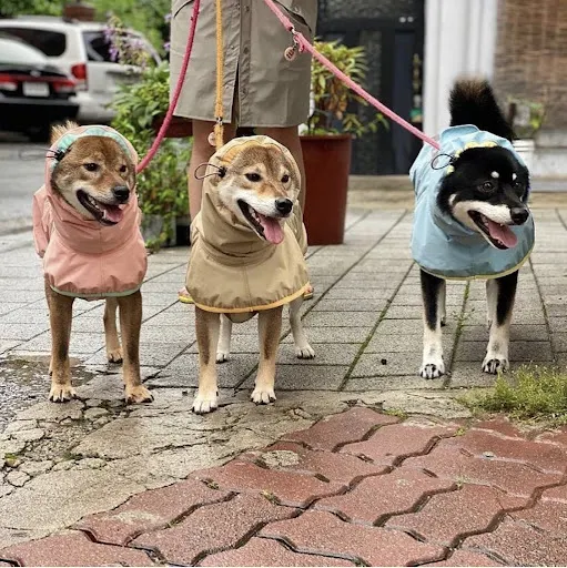 Title 3, Large Dog Raincoat That Doesnt Affect Walking ...