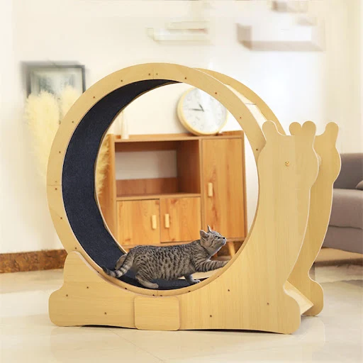 Title 5, Mute Turntable of Cat Treadmill Bodybuilding. Q...