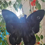 Boneca de Pelúcia de Mariposa Gótica Europa e América Decoração Assustadora e Abraçável Presente Perfeito Colecionável Único e Encantador — foto 1