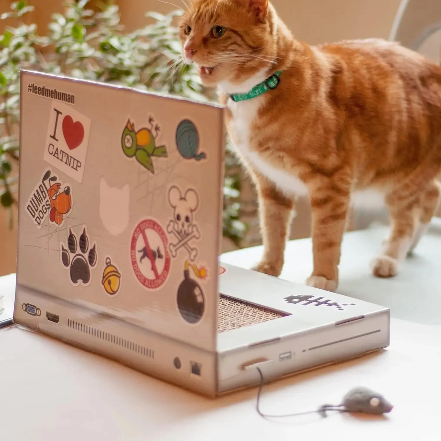 Title 4, Cat Scratch Board Notebook Folding Wear Resista...