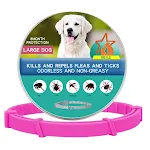 Big Dog Boxed Pink