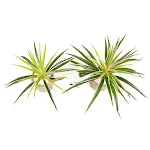miniatures image - 2