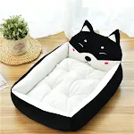 Shiba Inu black