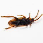 miniatures image - 1