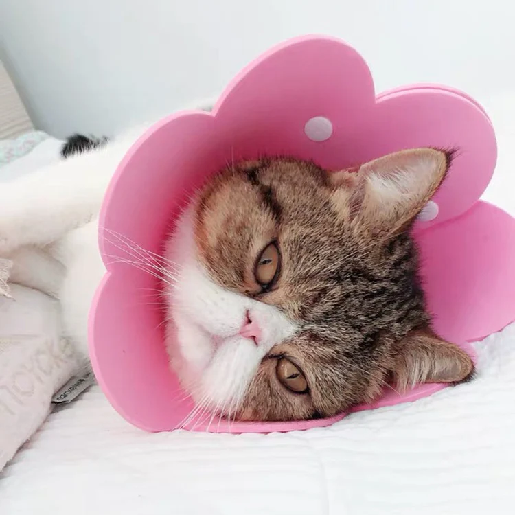 Title 1, Cat Anti Lick Shame Circle stops excessive lick...