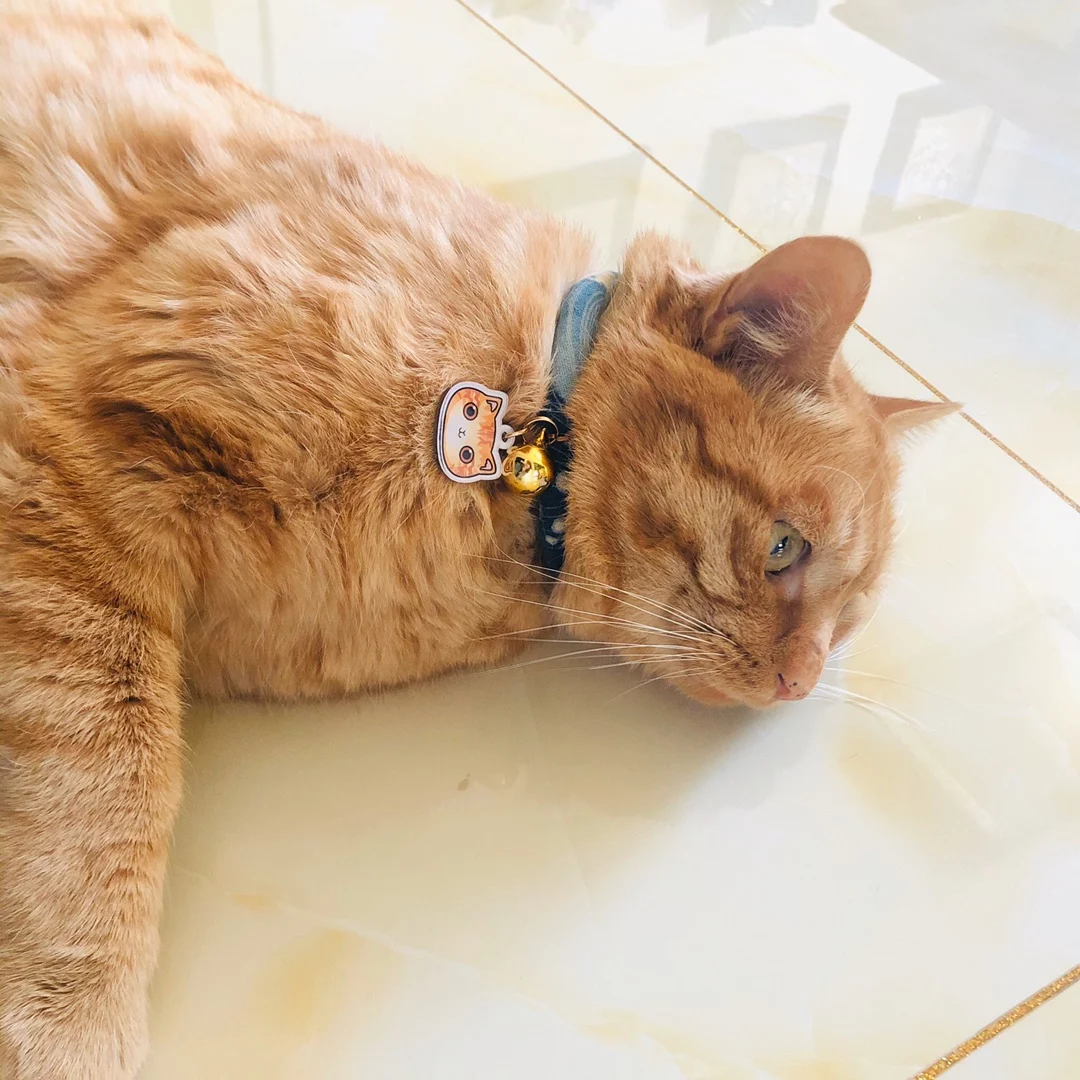 Title 9, Personalized Cat Tag With Icon Handmade Acrylic...