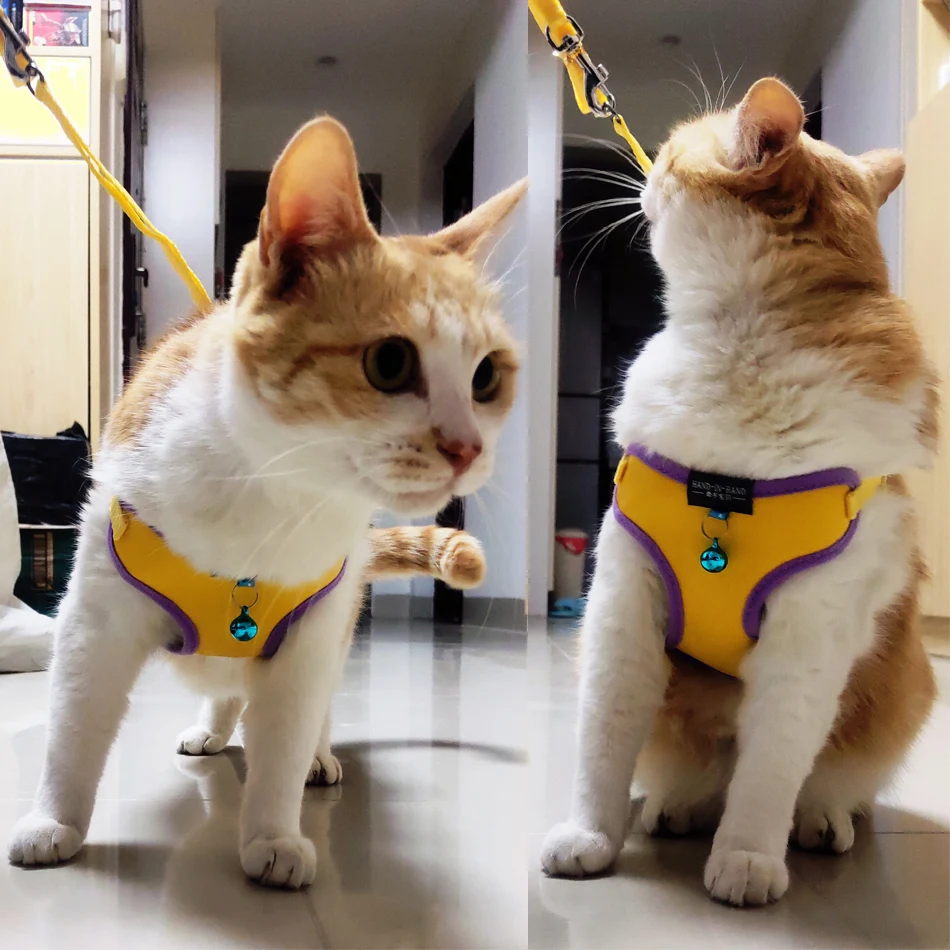 Title 11, Cat and Dog Vest Style Bodyguard, Leather Soft ...