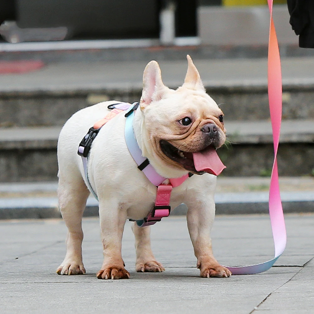 Title 2, Pet Leash for Small and Medium Dogs. Provides a...