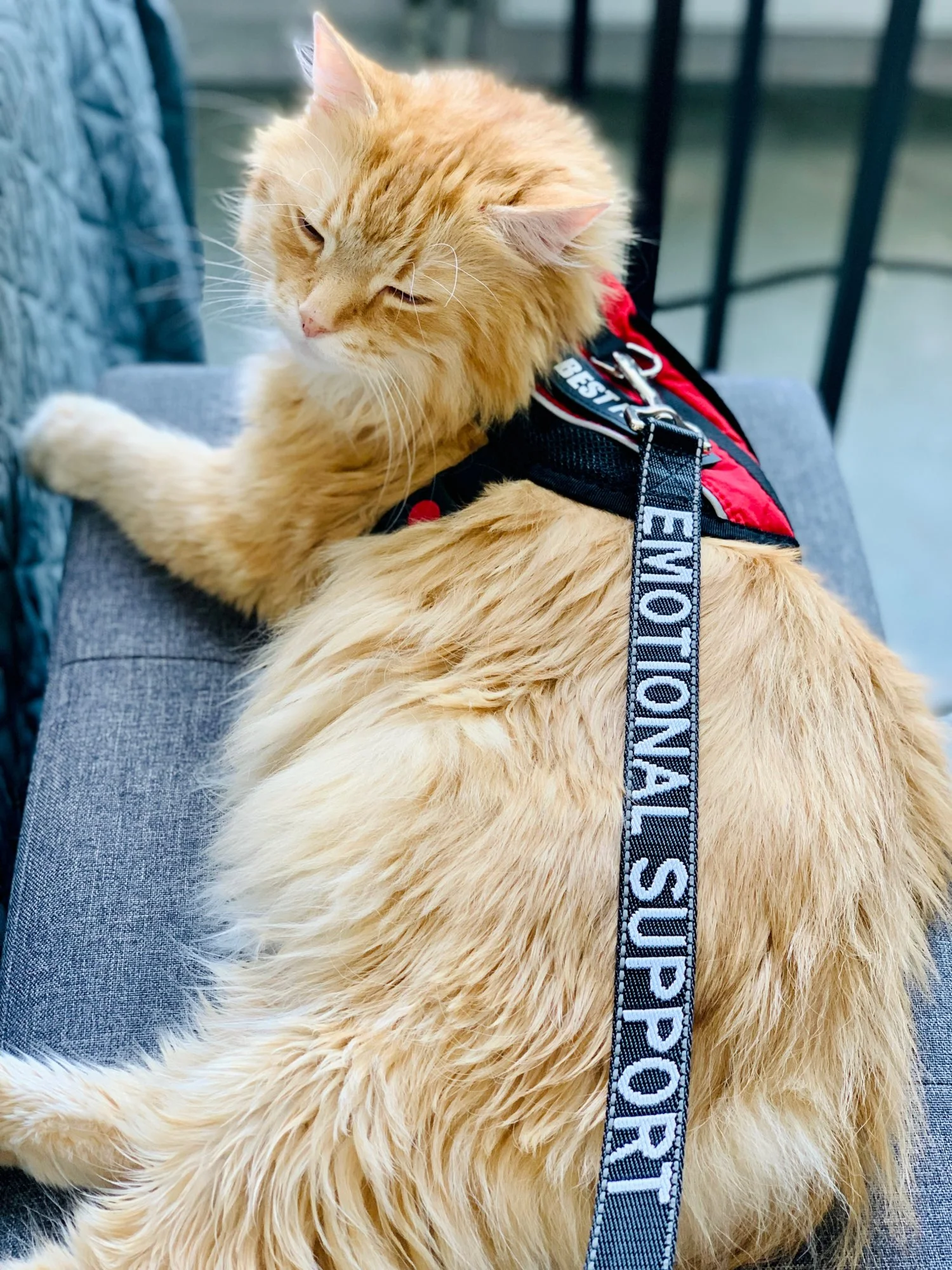 Title 12, Service Dog Leash / Emotional Support Animal Do...