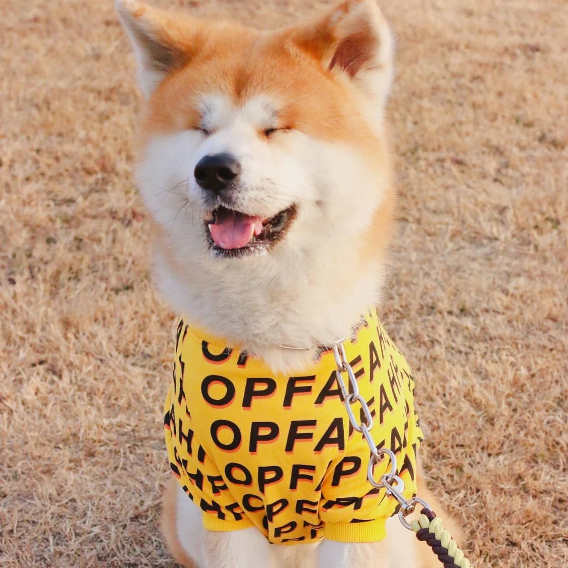 Modieus T-shirt voor huisdieren met eenvoudige letterprint. Comfortabel en stijlvol, perfect voor honden en katten. De ideale outfit voor je huisdier. — foto 1