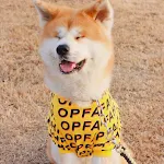 Modieus T-shirt voor huisdieren met eenvoudige letterprint. Comfortabel en stijlvol, perfect voor honden en katten. De ideale outfit voor je huisdier. — foto 1