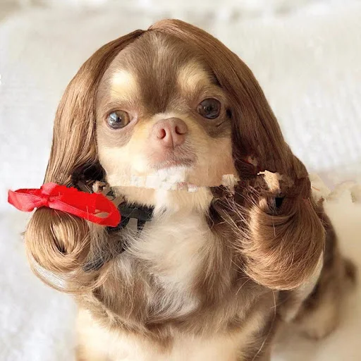 Title 4, Pet Wig Afro Head Bangs Pigtail - Make your pet...