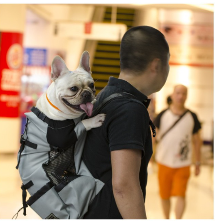 Mochila para peito de cachorro para animais de estimação está saindo — foto 4