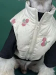 Fashion Dog Clothes Autumn And Winter Warm Cherry Vest Keep your dog cozy and fashionable this season with this adorable — photo 3
