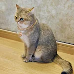 Cat Chain Collar With Bell Fashion Design Dog Necklace Collar Pet Jewelry Dog Collars Cat Chain Necklace For Birthday Ch — photo 1