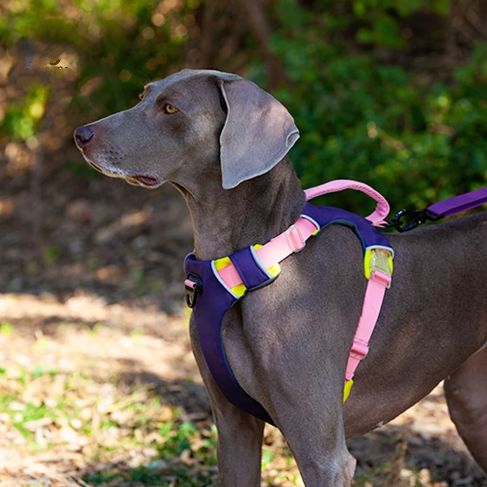 Dog Night Reflective Training Vest Chest Strap for enhanced visibility and safety during nighttime walks and training se — photo 3