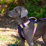 Dog Night Reflective Training Vest Chest Strap for enhanced visibility and safety during nighttime walks and training se — photo 3