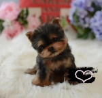 miniatures image - 2