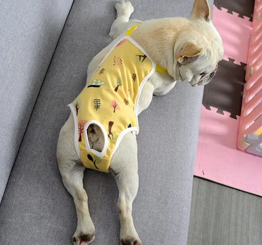Title 4, Bulldog Menstrual Pants for men, designed to fi...