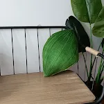 Jade Bamboo 30 × 50