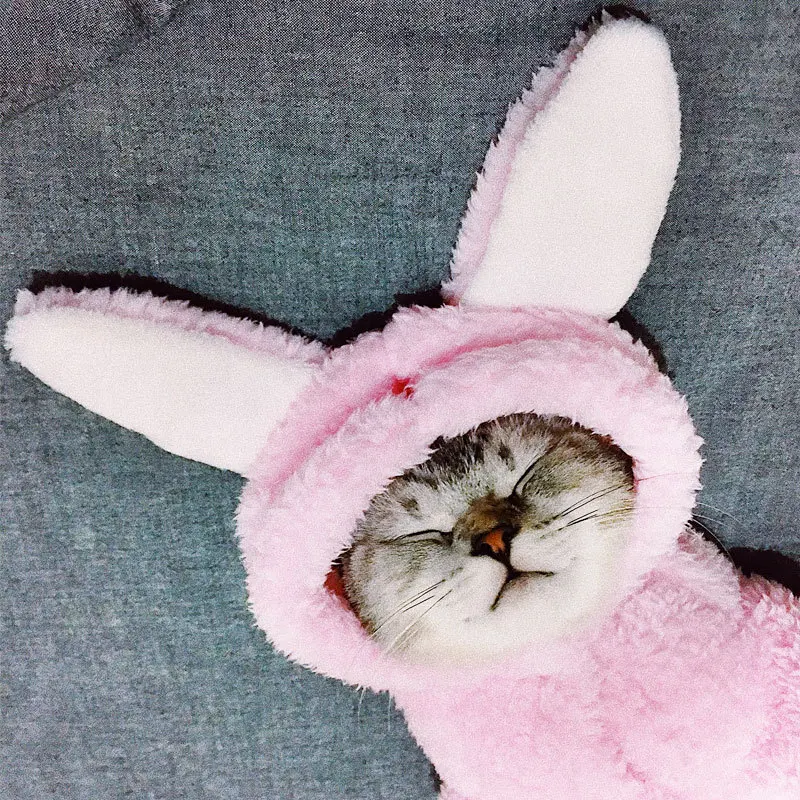 Title 4, Cat clothes kitten cat cute funny pet outfits. ...
