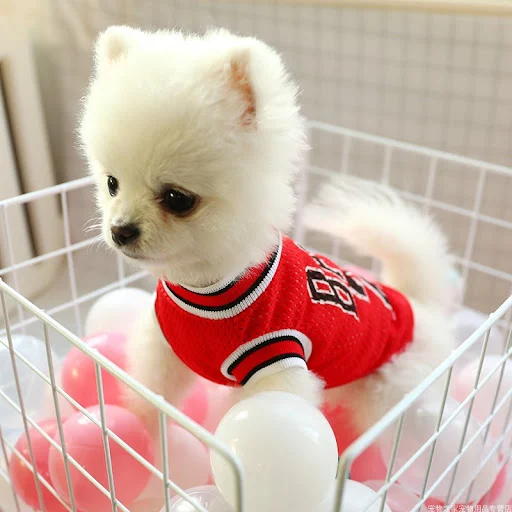 Title 3, Dog Summer Clothes Teddy Vest Breathable Lightw...