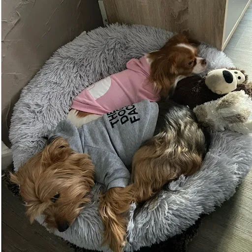 Dog Clothes Hoodies The Dog Face Wind Coat Warm for Small Large Dogs Jacket Sweatshirt French Bulldog Jacket Clothing — photo 1