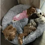 Dog Clothes Hoodies The Dog Face Wind Coat Warm for Small Large Dogs Jacket Sweatshirt French Bulldog Jacket Clothing — photo 1
