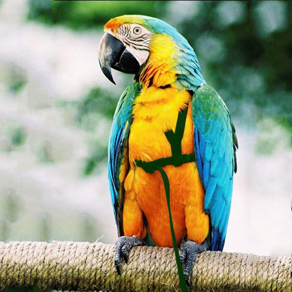 Enjoy safe outdoor flight with your parrot using a flying rope and bird harness. Provide freedom and exercise for your f — photo 5
