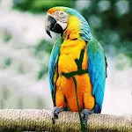 Enjoy safe outdoor flight with your parrot using a flying rope and bird harness. Provide freedom and exercise for your f — photo 5
