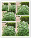 miniatures image - 1