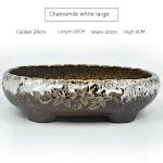 Chamomile White