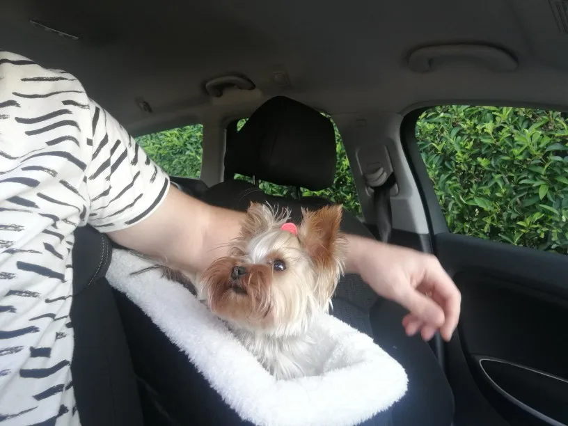Title 5, Car pet basket, dog mat, and car pet nest. Prov...