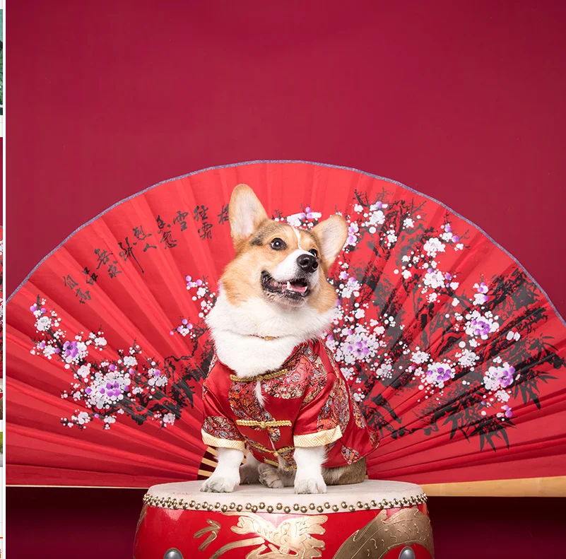 Tang Hundekleid Hochzeitskleid für Silvester Feiern Sie stilvoll mit diesem eleganten Kleid. Perfekt für Ihren pelzigen Freund. — foto 7
