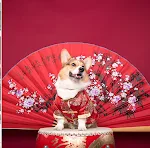 Tang Hundekleid Hochzeitskleid für Silvester Feiern Sie stilvoll mit diesem eleganten Kleid. Perfekt für Ihren pelzigen Freund. — foto 7
