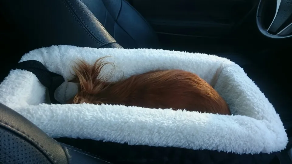 Title 6, Car pet basket, dog mat, and car pet nest. Prov...