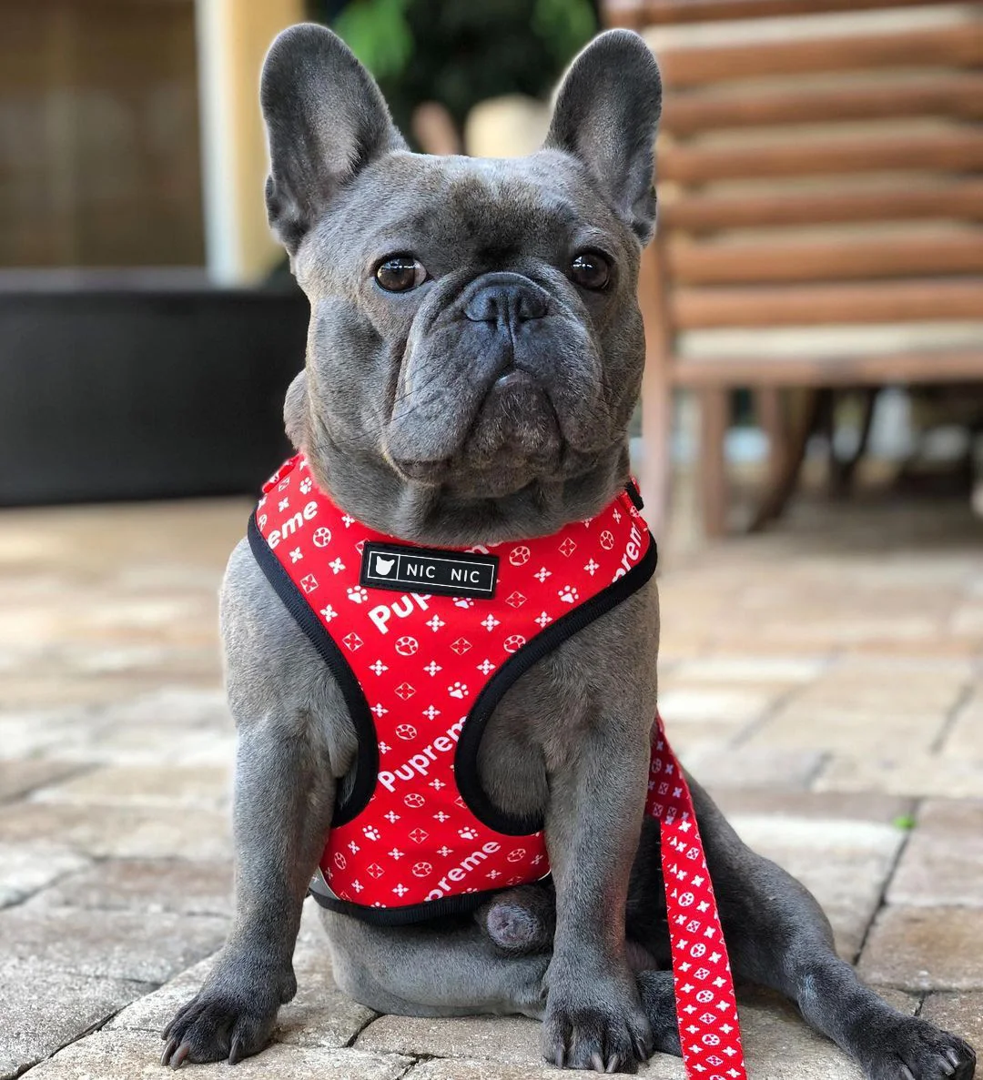 Title 4, INS Dog Pet Breathable Mesh Leash Chest Harness...