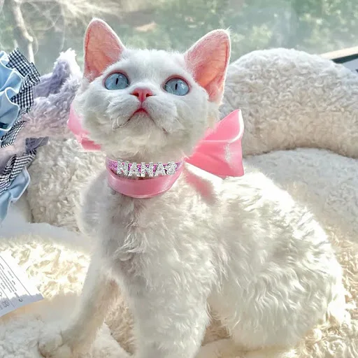 Custom Bling Name Cat Collar Personalized DIY Rhinestone Name Cat Dog Collar for Puppy Small Dogs Pet Kitten Cat Collar — photo 6