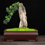 miniatures image - 4