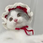 Pet Hood Cat Dog Knitted Hat Prop Headdress Funny Costume Accessory Perfect for Photoshoots and keeping your pet warm an — photo 28