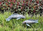 Luminous Koi Inserts