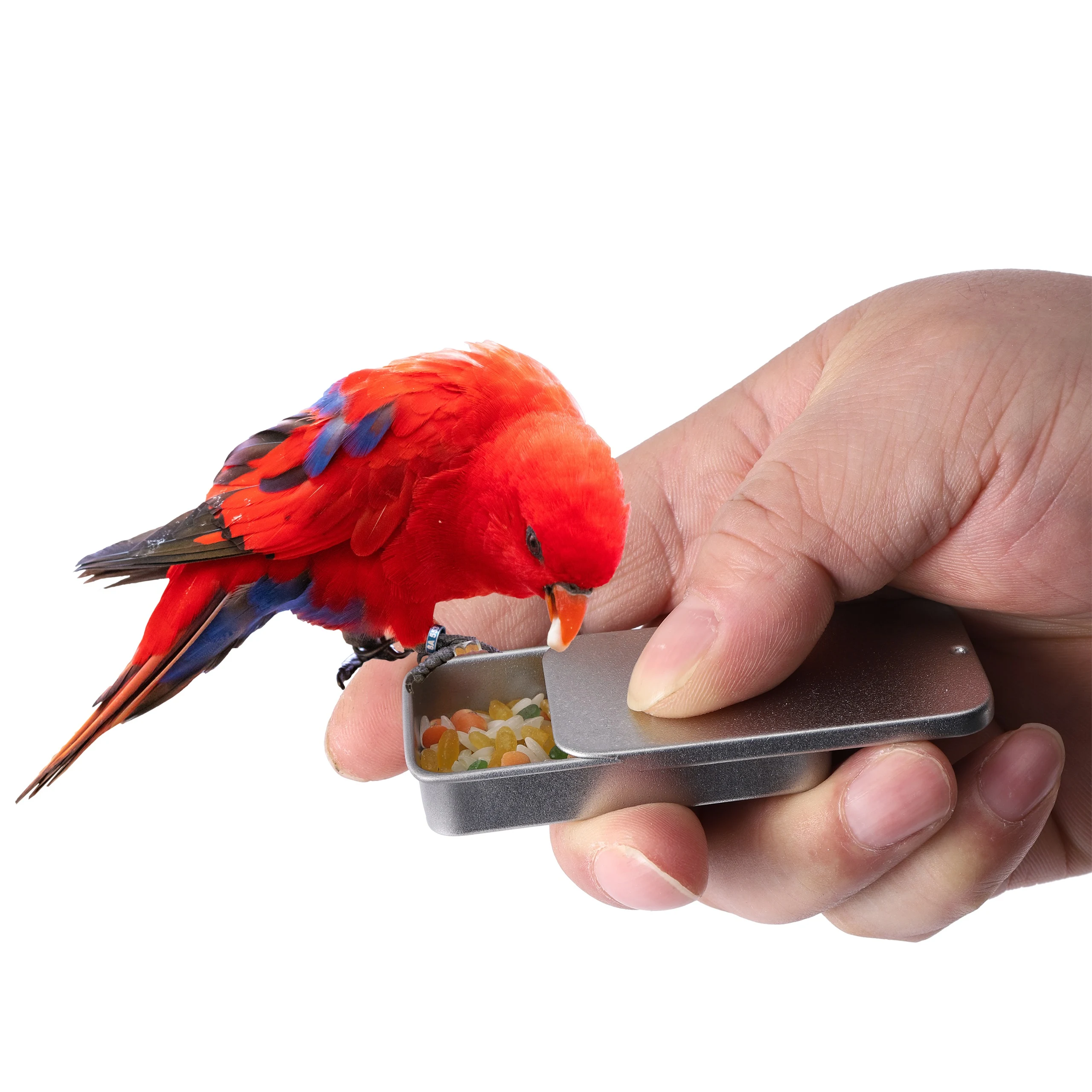 Title 6, Bird Training Food Jar Parrot Hand-held Feeder ...