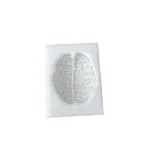 Brain