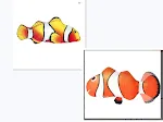 2sets