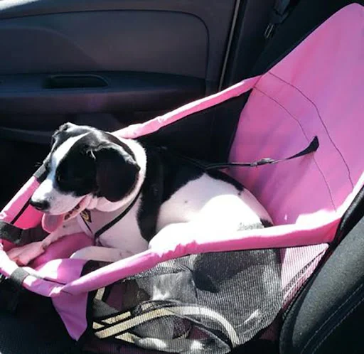 Title 1, Waterproof Dog Carrier Seat for Long Journeys P...